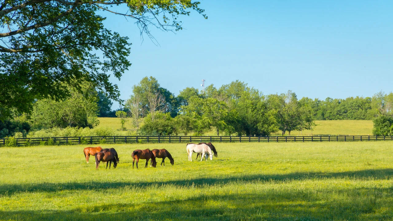 Florida Ranch Gets $20m Deal to Preserve Farmland Against Development