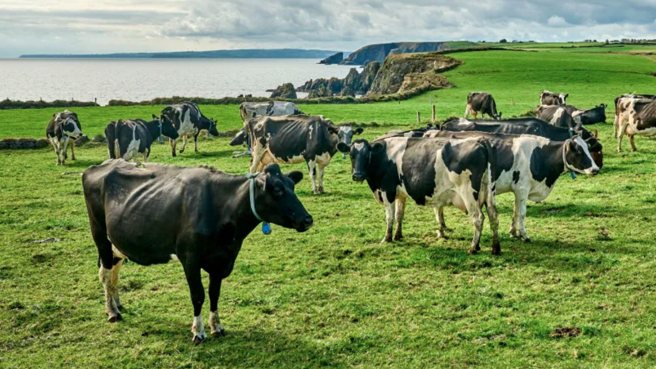 Irish farmer harnesses solar energy while livestock graze beneath panels
