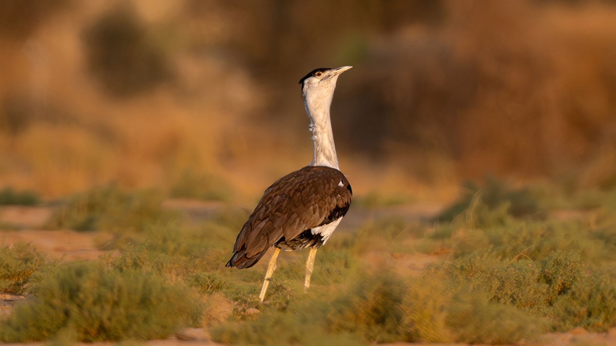Rajasthan's Bold Bid to Save Critically Endangered Great Indian Bustard