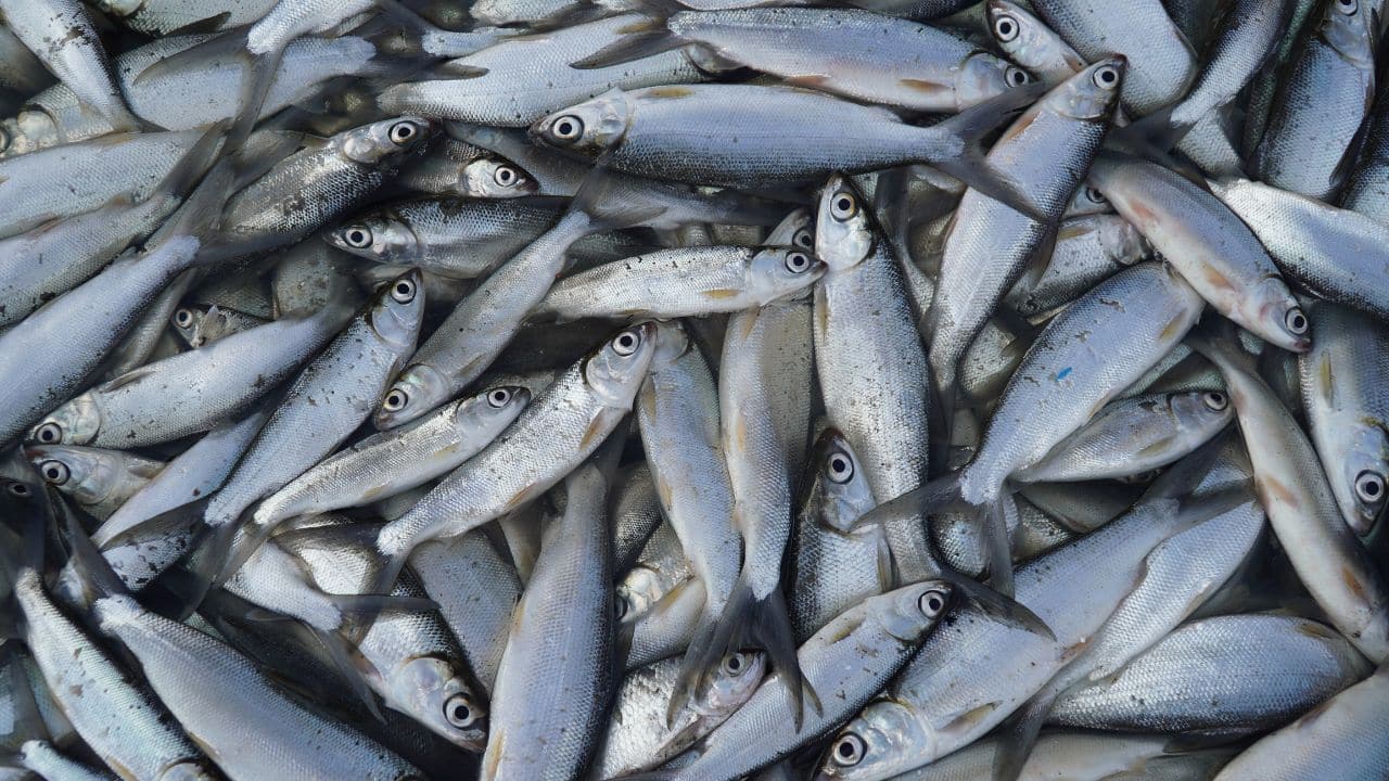 Solar-powered aeration systems to aid bangus farmers amid El Niño threat