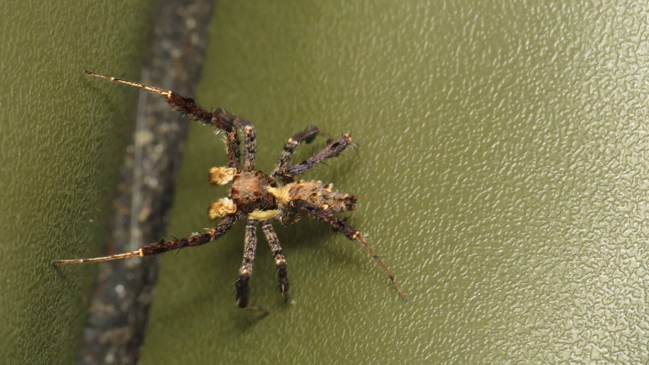 Scientists discover REM-like sleep patterns in Australian jumping spiders