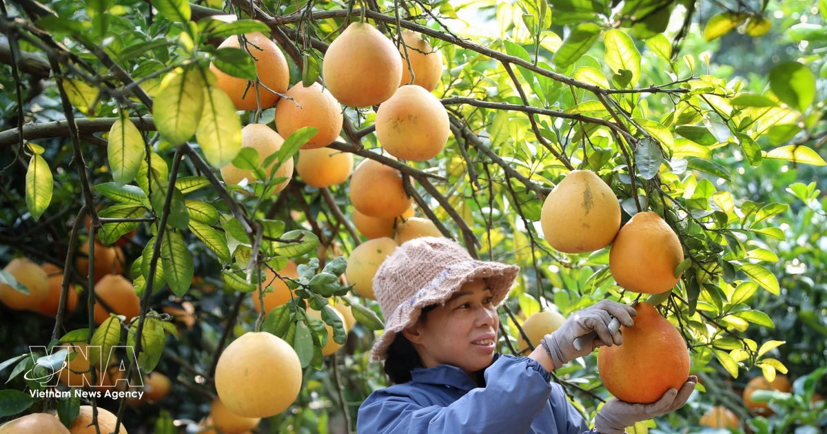Bac Ninh strengthens pomelo exports with improved cultivation standards