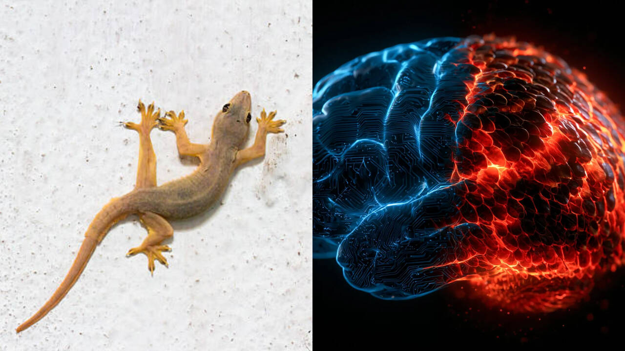 Researchers Question Decades-Old Theory of Brain Evolution
