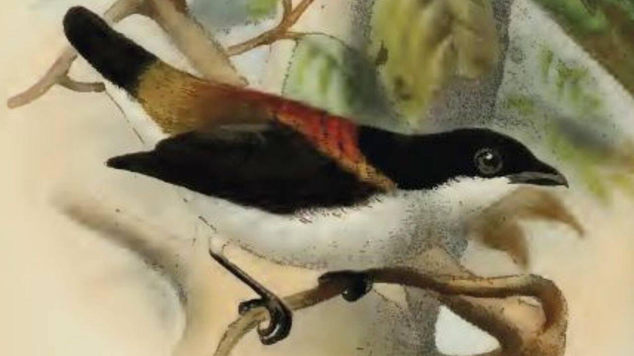 Philippine girl's fundraising effort aids world's rarest bird species