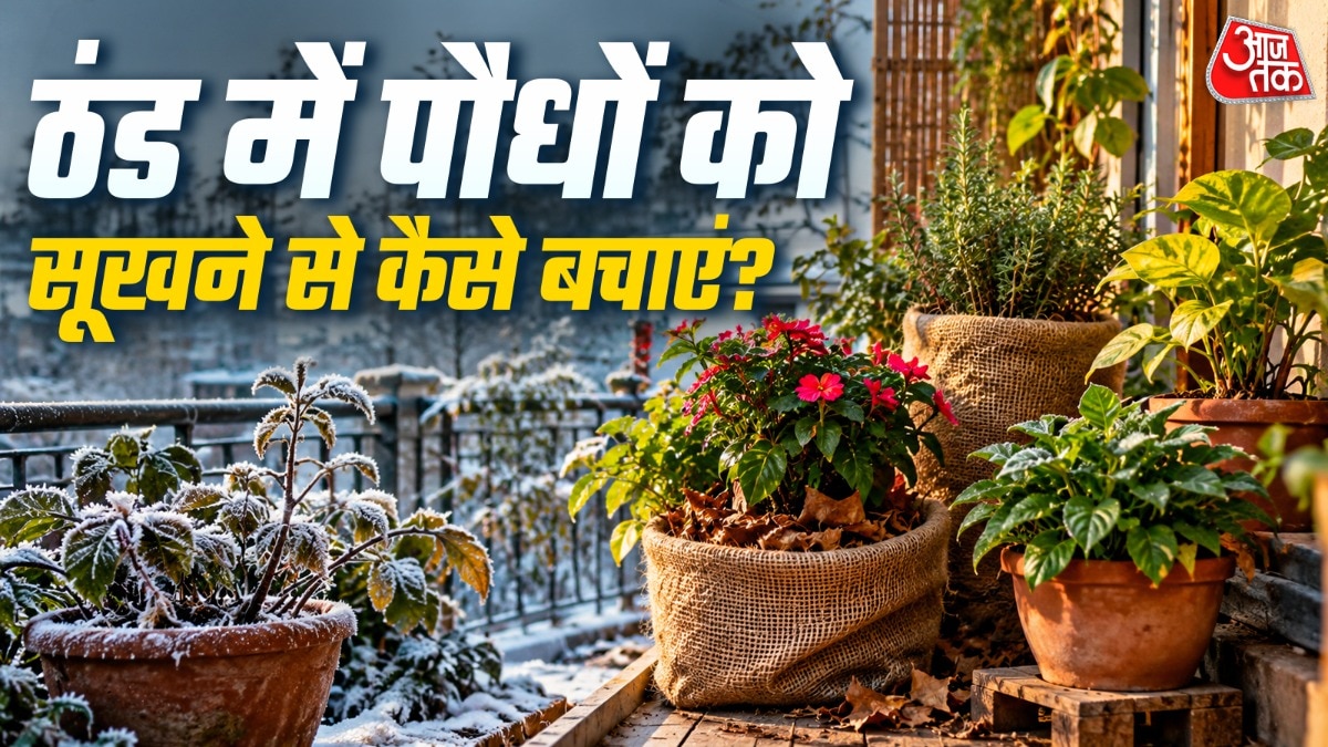 Winter plant care: Simple methods to shield balcony gardens from frost damage