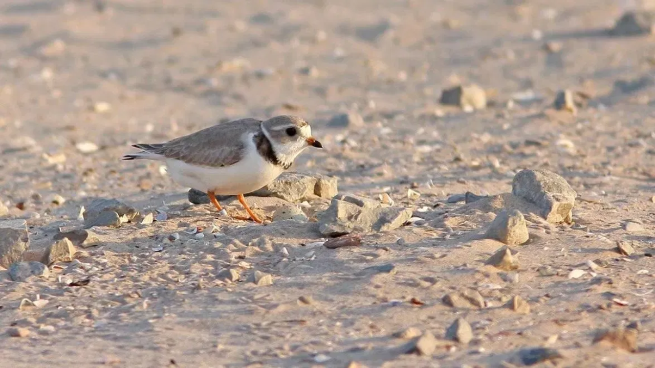 Wisconsin transforms dredged harbor sediment into vital shorebird sanctuary