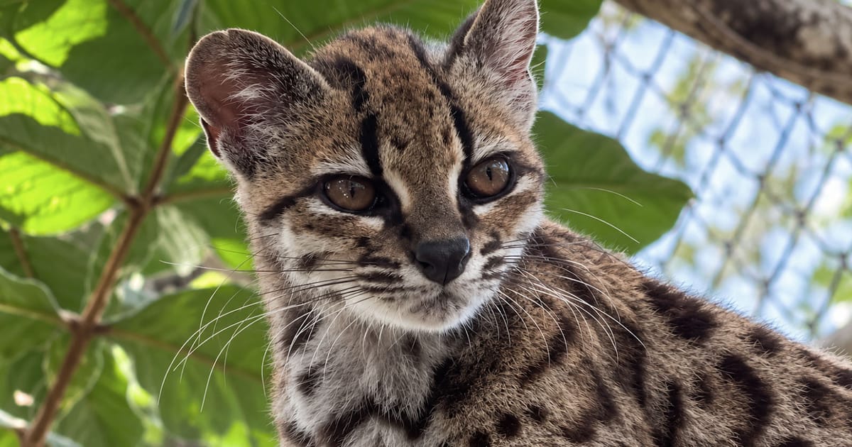 Tiny Bolivian wildcat declared entirely new species