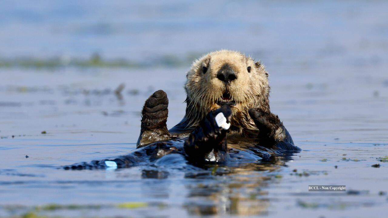 Monterey Bay Aquarium's Sea Otter Rescue Programme Saves Over 1,000 Animals