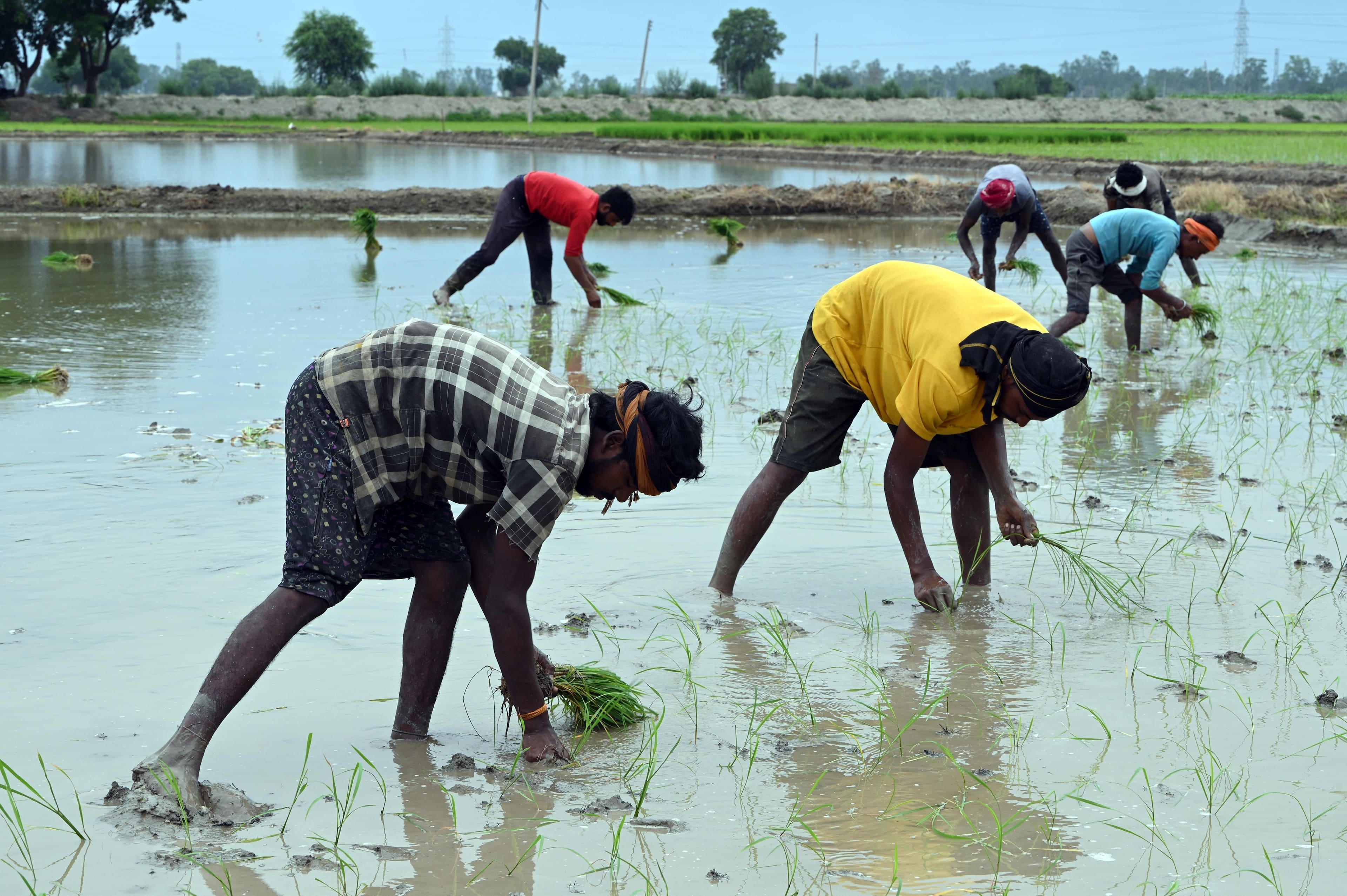 Economic analysts weigh El Niño's delayed impact on India's growth trajectory