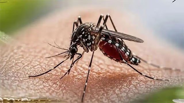 Dengue fatalities in Sri Lanka climb to 71 as outbreak spreads