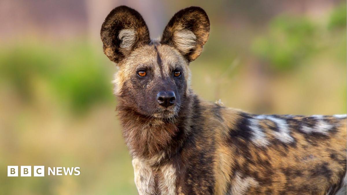 African wild dogs complete epic 2,500-mile journey seeking mates