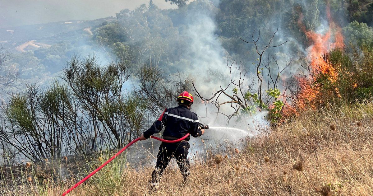 Algerian wildfires kill 12, injure dozens as heatwave intensifies