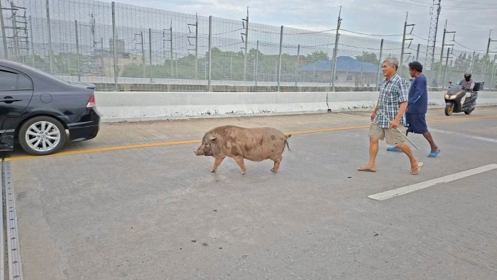 หมูป่าตัวใหญ่หนัก 100 กิโลกรัม เดินขึ้นทางด่วน สร้างความหวาดระแวง