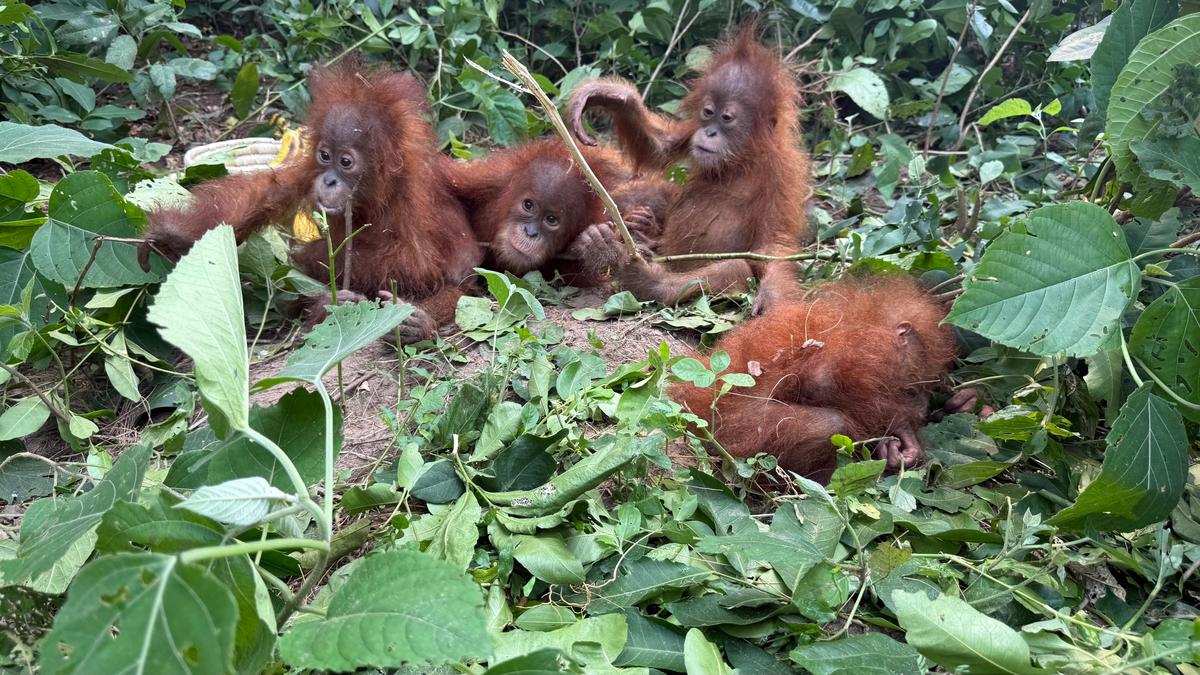 Five Orangutans Rescued in Odisha; Trafficking Suspected