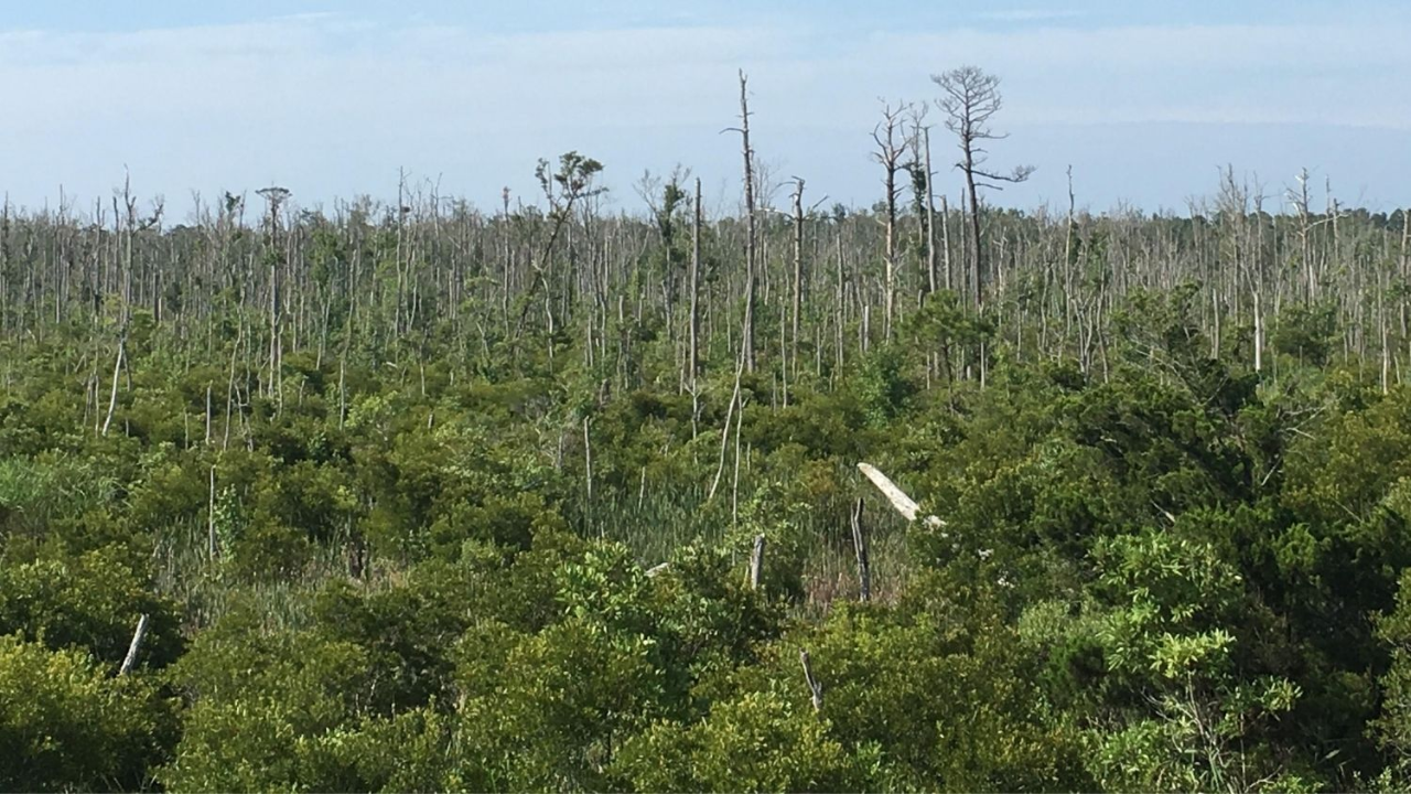 Coastal Forest Decline Accelerates as Rising Seas Transform Woodlands