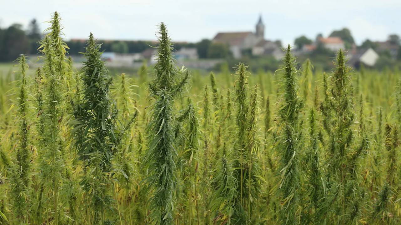 Georgia court revives hemp grower's claim against police destruction