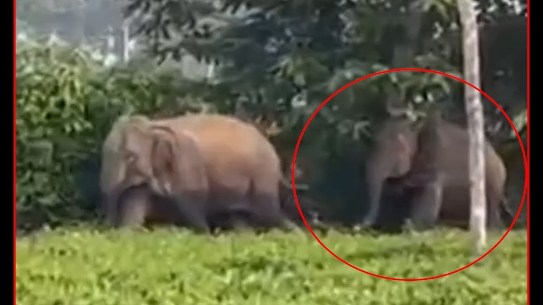 Wild elephant found trapped with tractor tire around neck in Assam