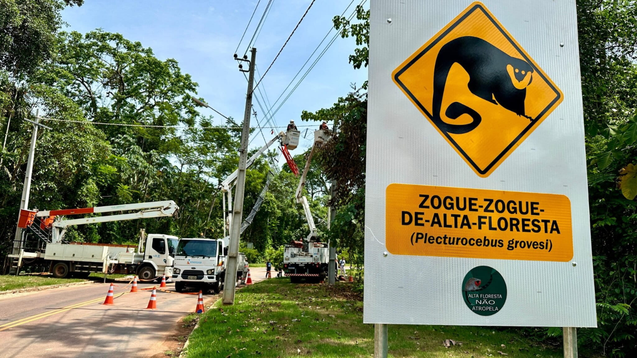 Brazilian rope bridges enable 15,000 wildlife crossings without roadkill