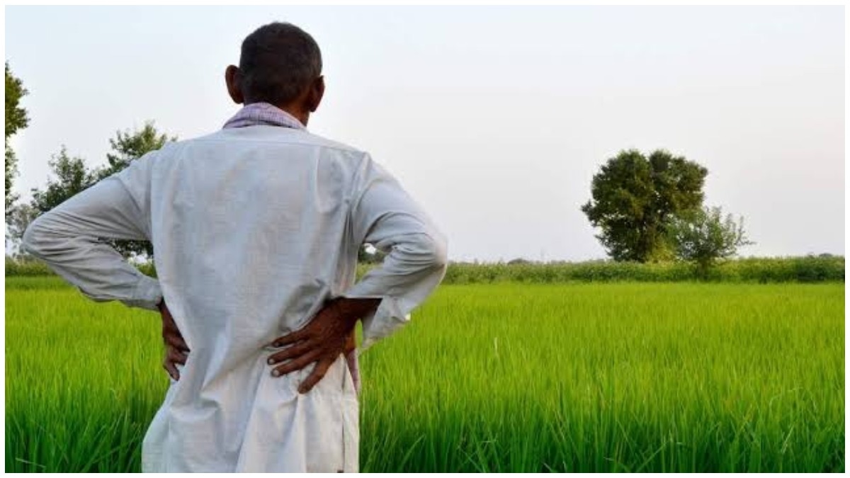 Soil Health Cards Help Indian Farmers Boost Yields, Cut Costs