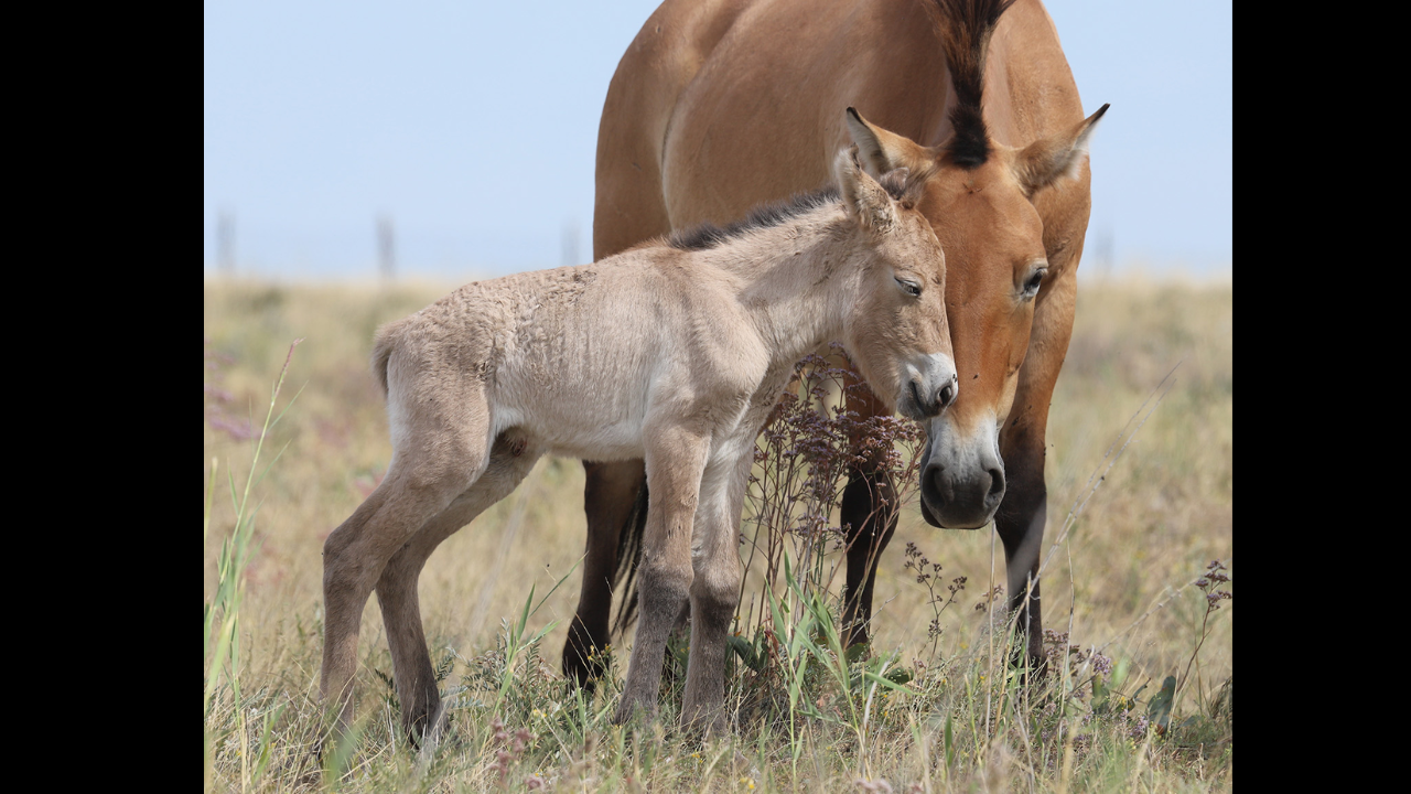 Przewalski's horses return to Kazakhstan after two centuries