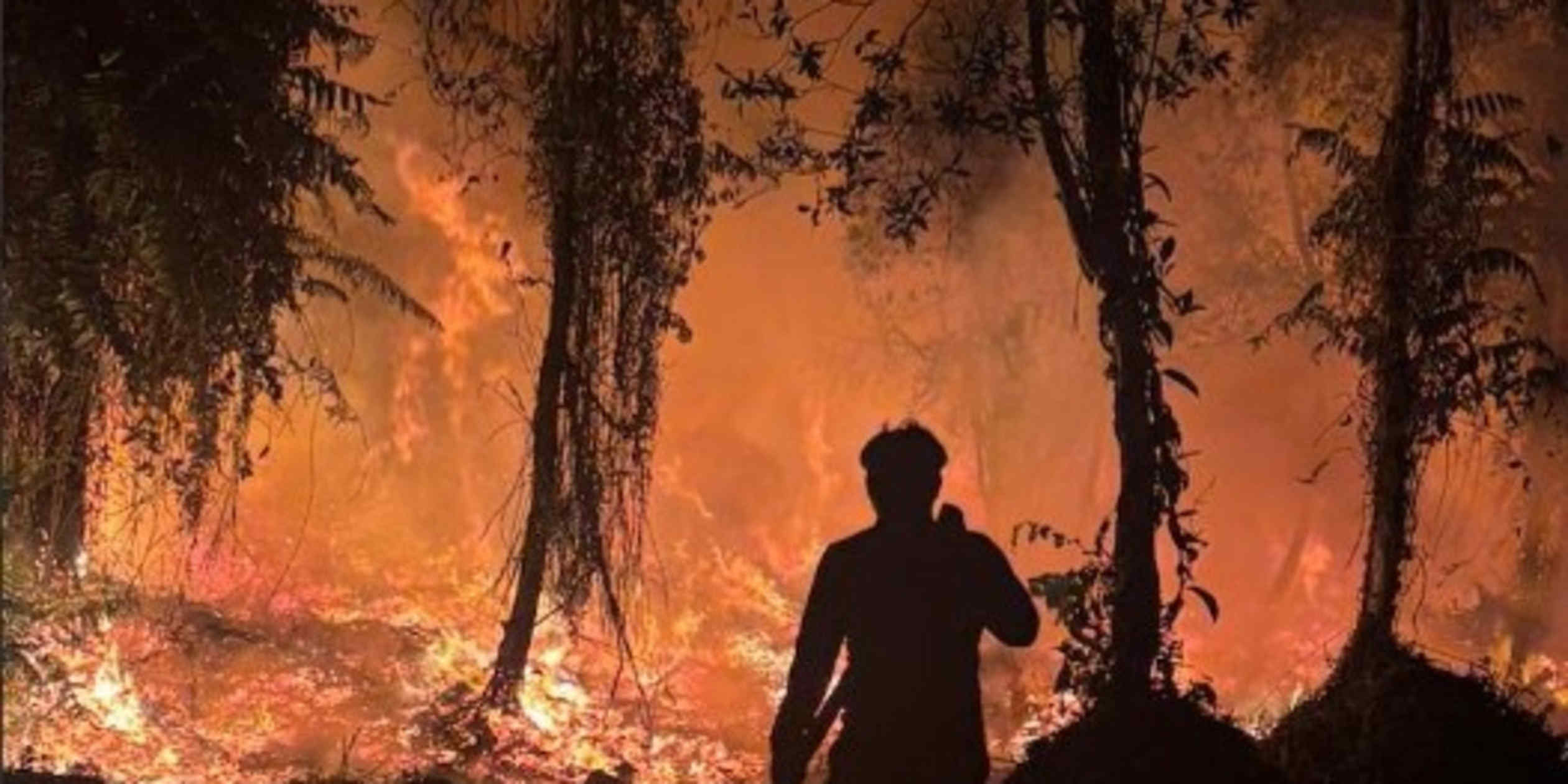 Indonesian Wildfires Jeopardize Forest Carbon Offset Projects
