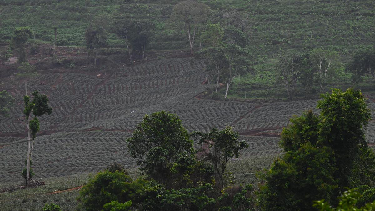 Kerala forest survey ordered as lease row threatens Athirappilly elephant corridor