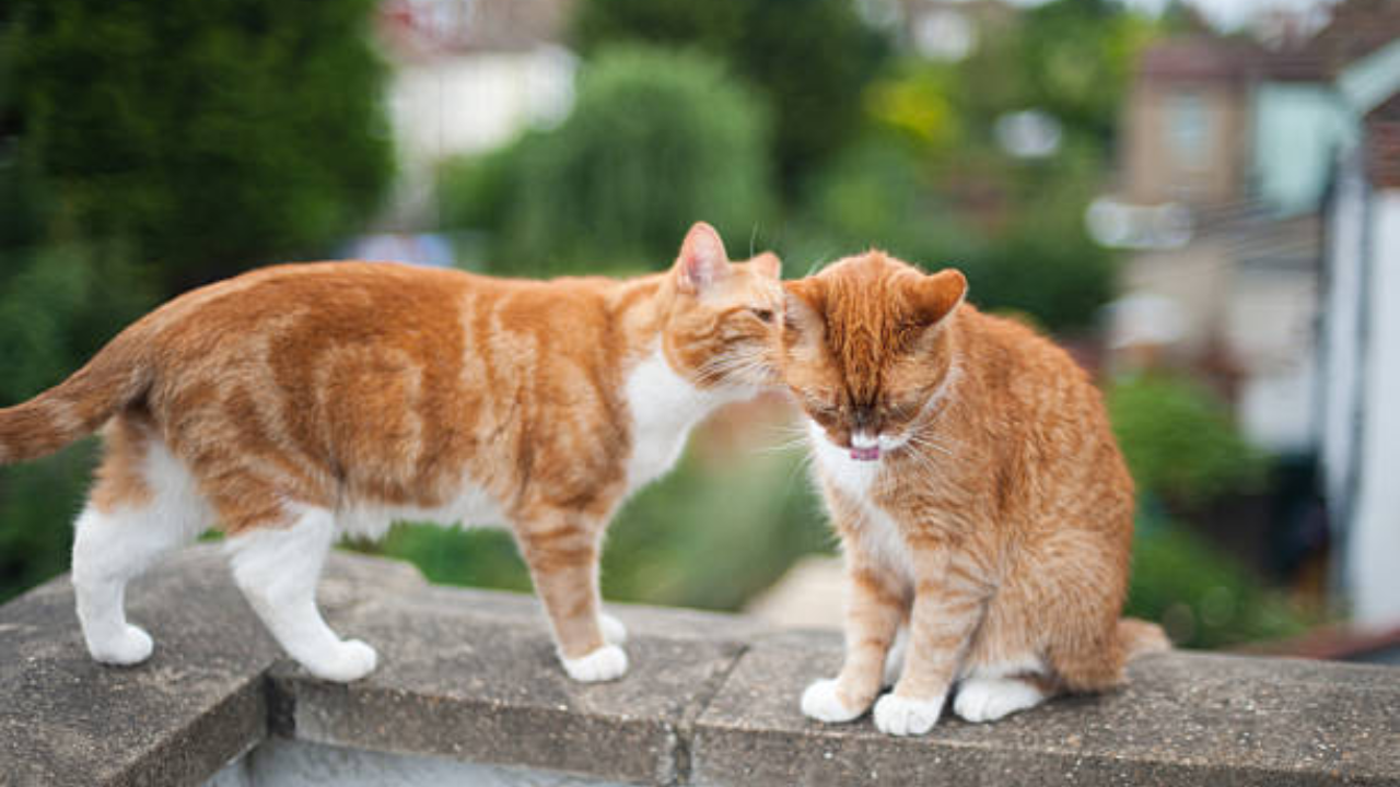 Cats use urine 'chemical signatures' to identify each other, study finds