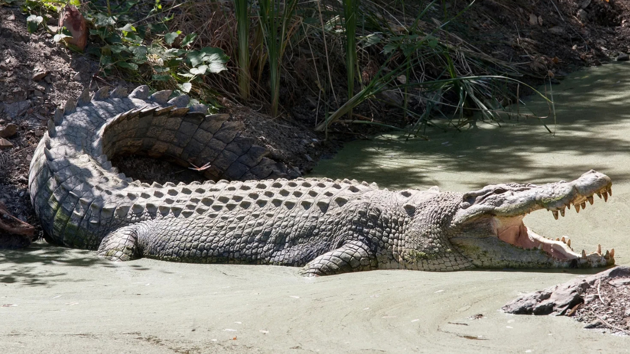 Singapore man arrested after AI-generated crocodile image triggers reservoir search