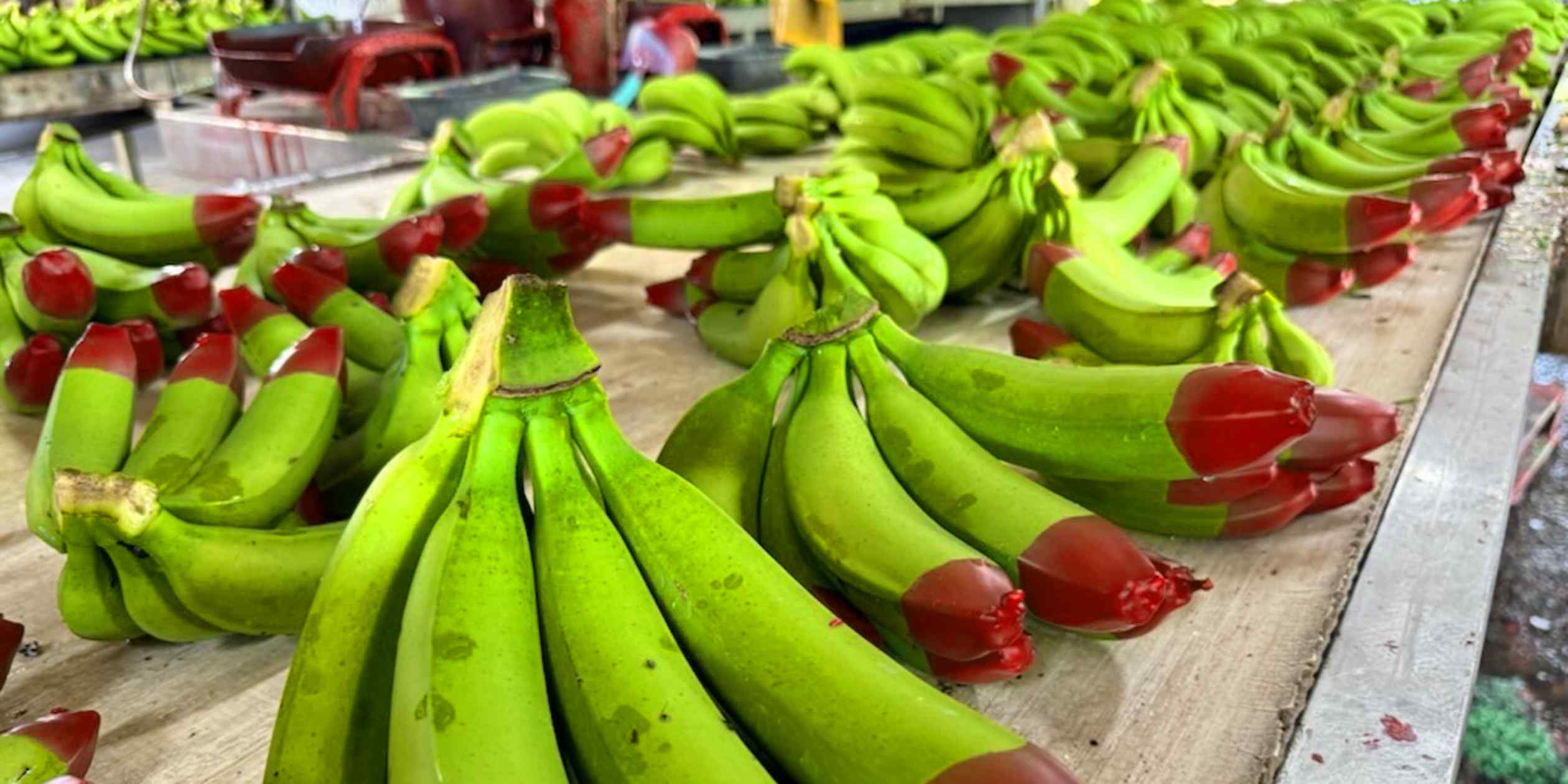 Australia launches first certified 'ecoganic' banana export
