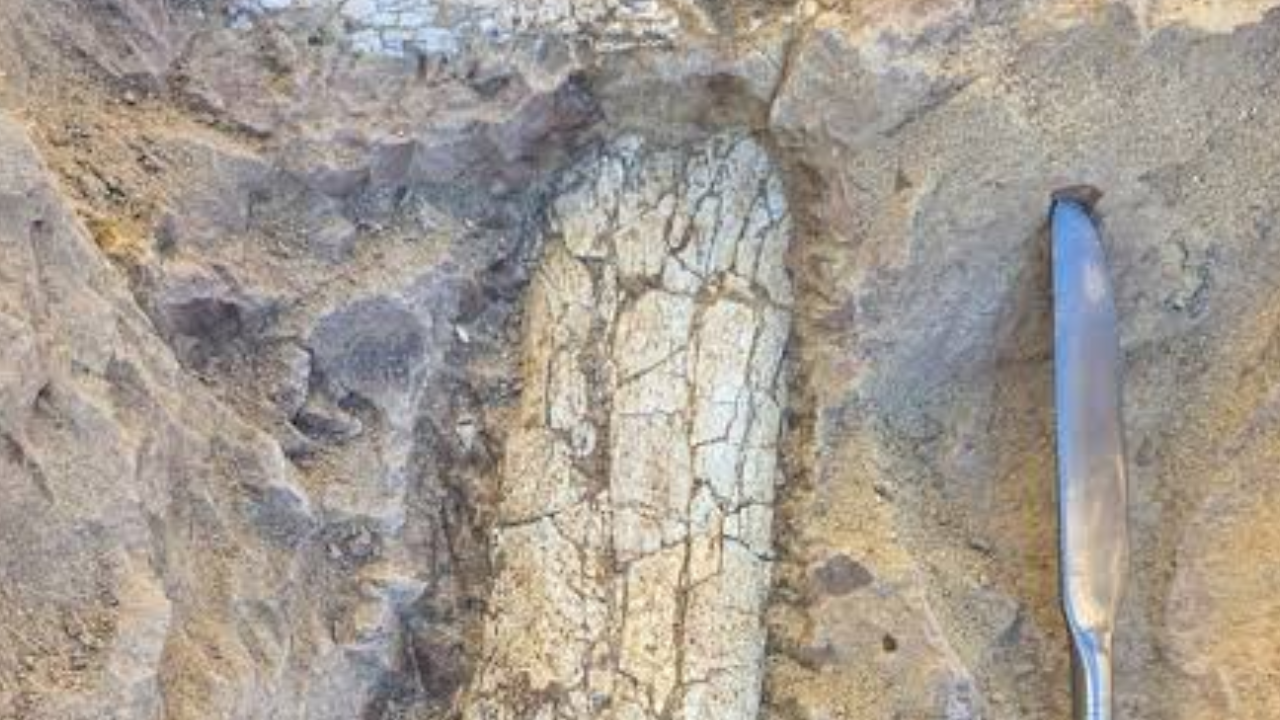 Scientists probe identity of 45-million-year-old mammal fossil