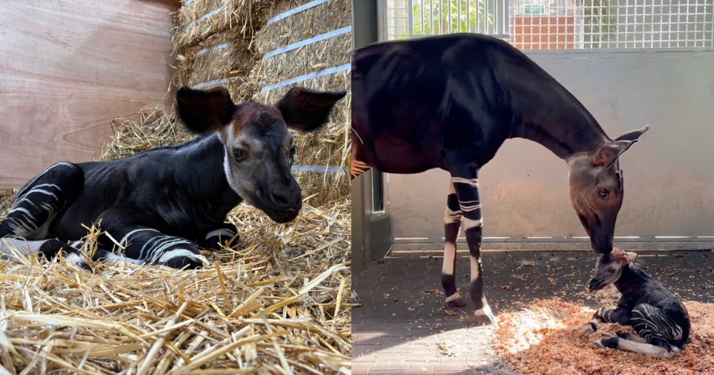 Southeast Asia's first okapi born at wildlife park in region