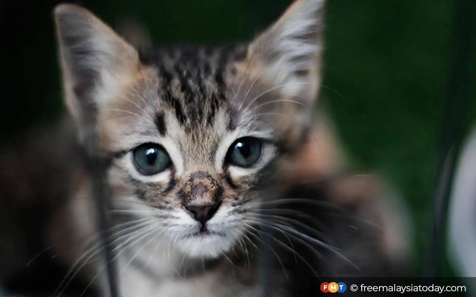 Lelaki ditahan di Kelantan atas suspicion penyalahgunaan seksual terhadap kucing