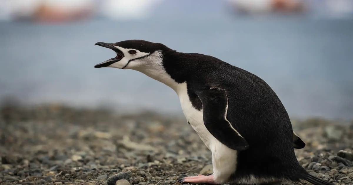 Climate change devastates world's largest penguin colony near Antarctica