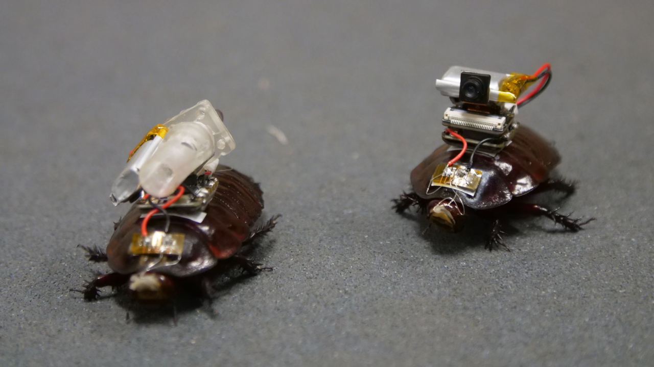Scientists develop cyborg cockroaches for disaster rescue operations