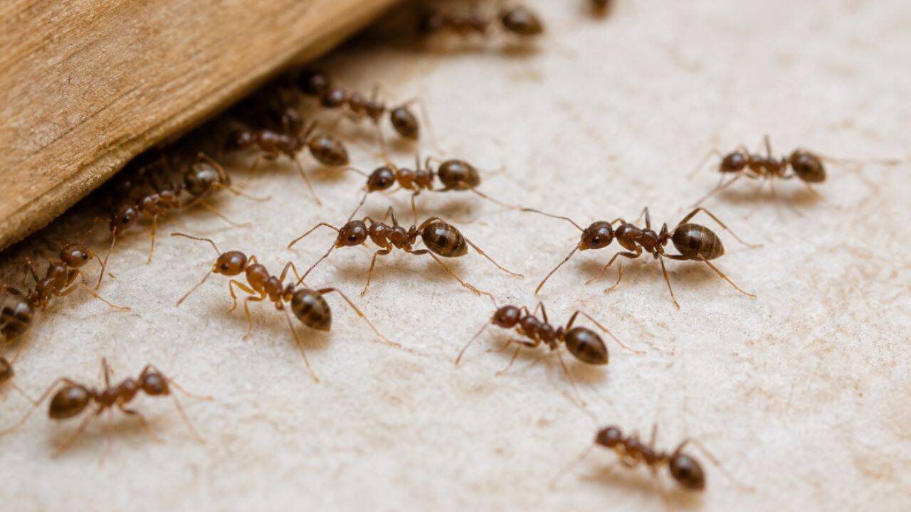 Study reveals different behavioural responses in ants exposed to common pesticides
