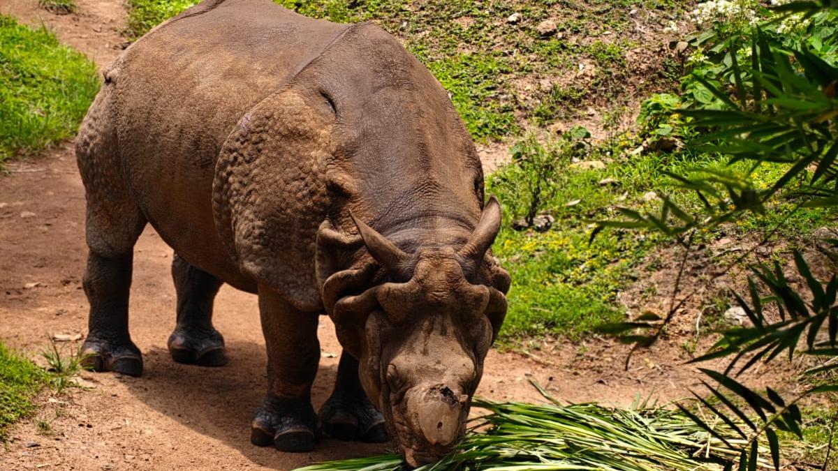 Kerala's sole rhino dies at Thiruvananthapuram zoo at 39