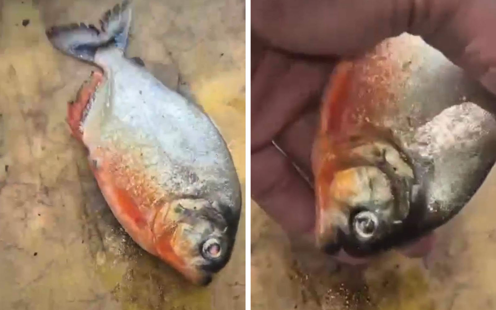Tiada Ikan Piranha Ditangkap di Empangan Klau, Namun Kehadiran Belum Dapat Dikesampingkan