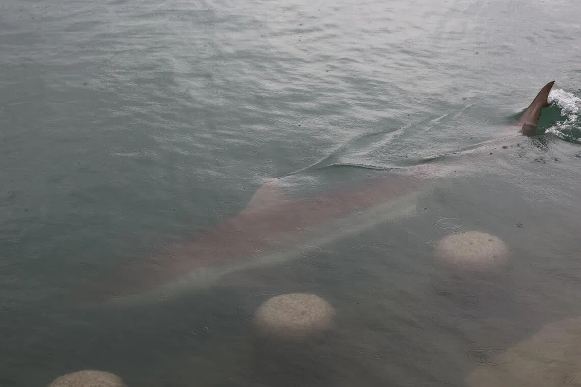 Wayward bull shark captures South Korea's heart and markets