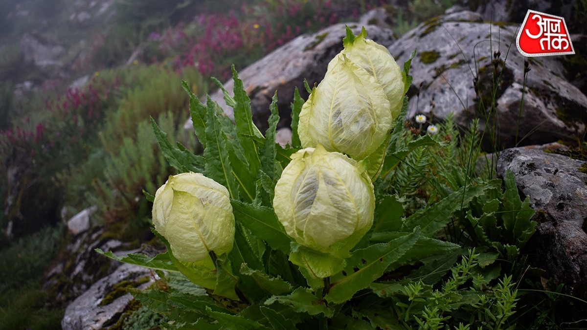 Sacred Brahma Kamal Flower Placement Guide for Hindu Homes