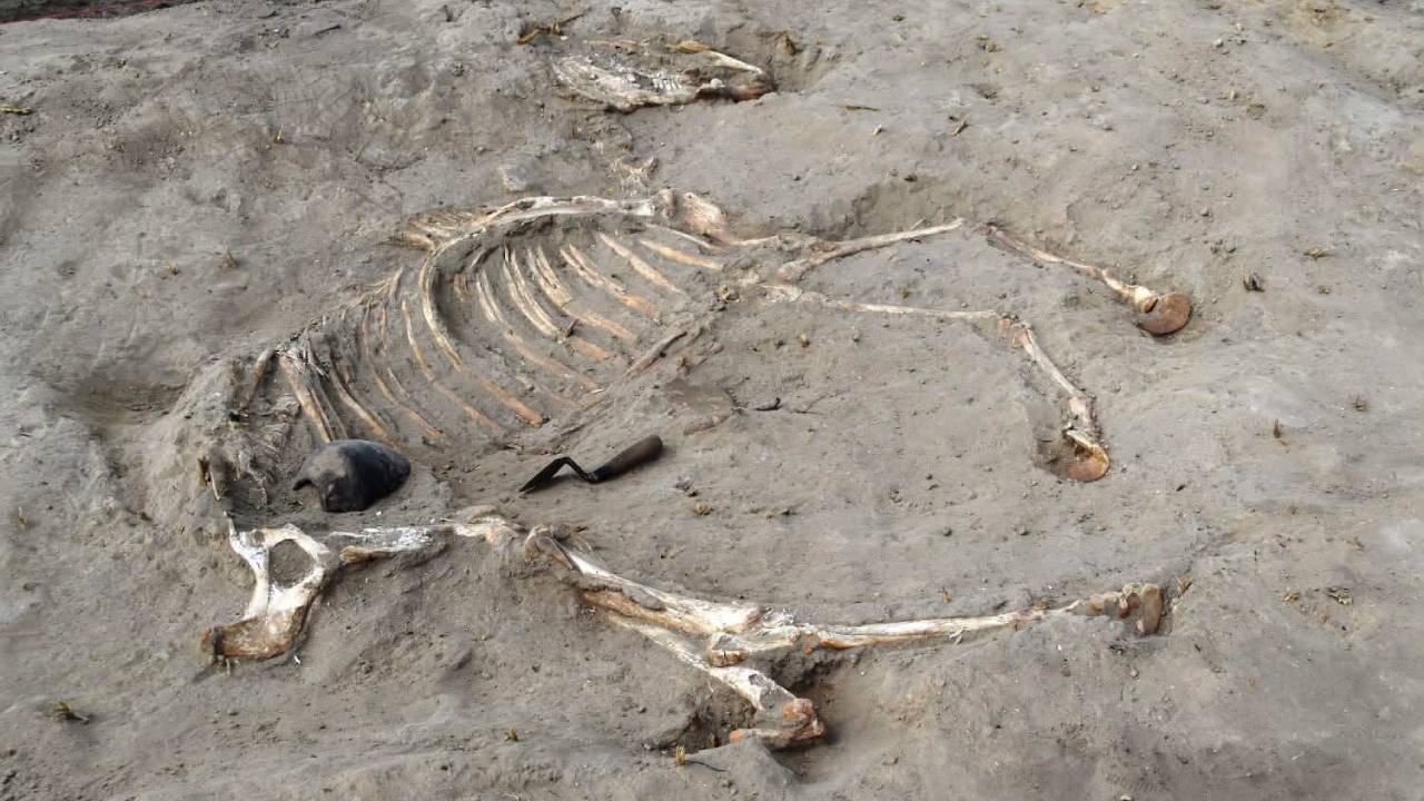 Ancient Egyptian fortress yields remains of 3,000-year-old chariot horse