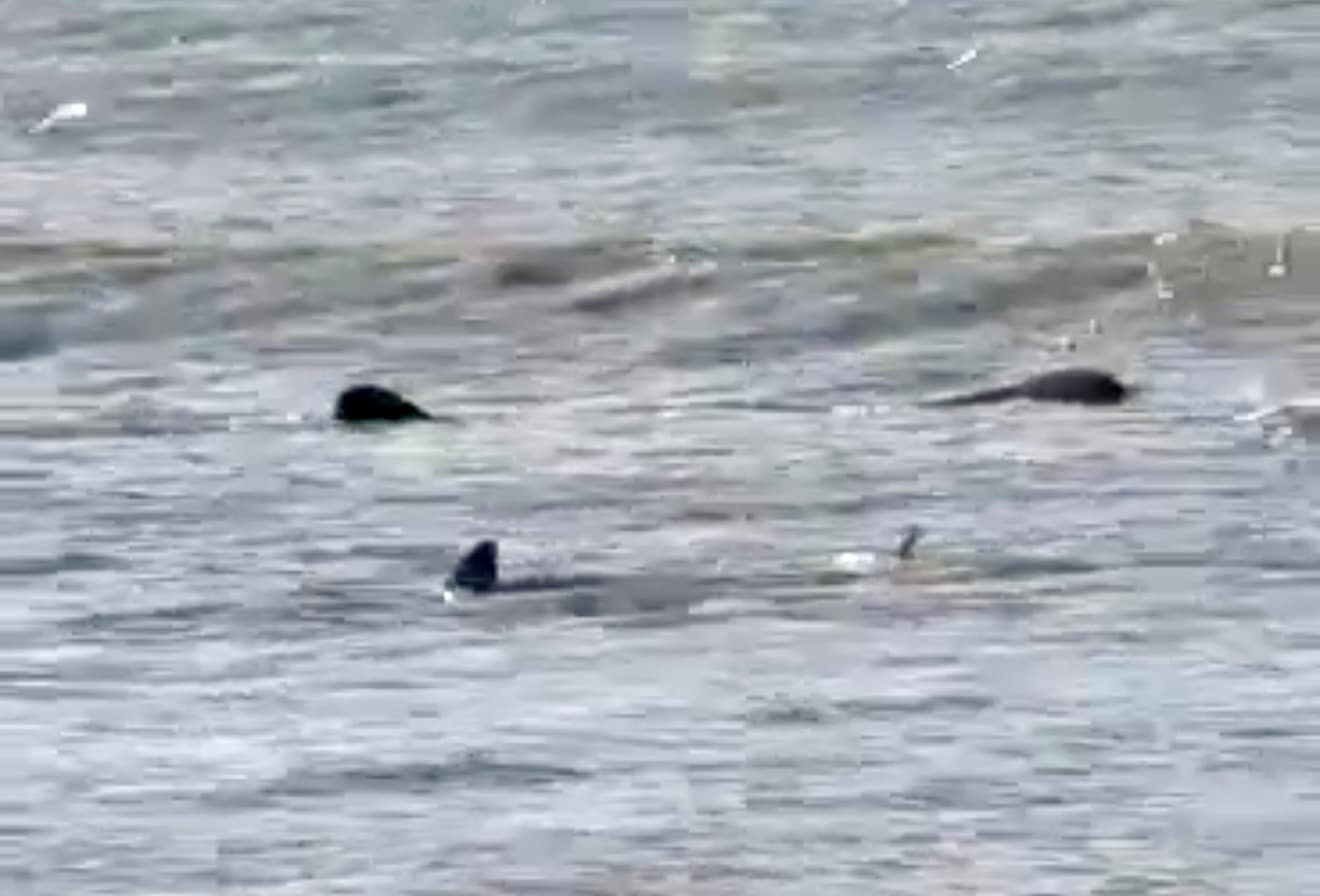 Rare whale shark sighting draws crowds off Camarines Sur coast