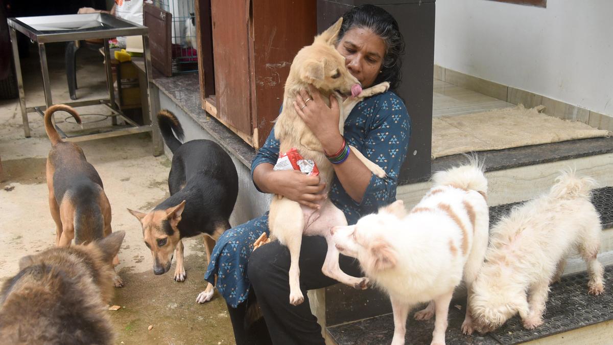 Kerala woman converts rented home into refuge for stray animals
