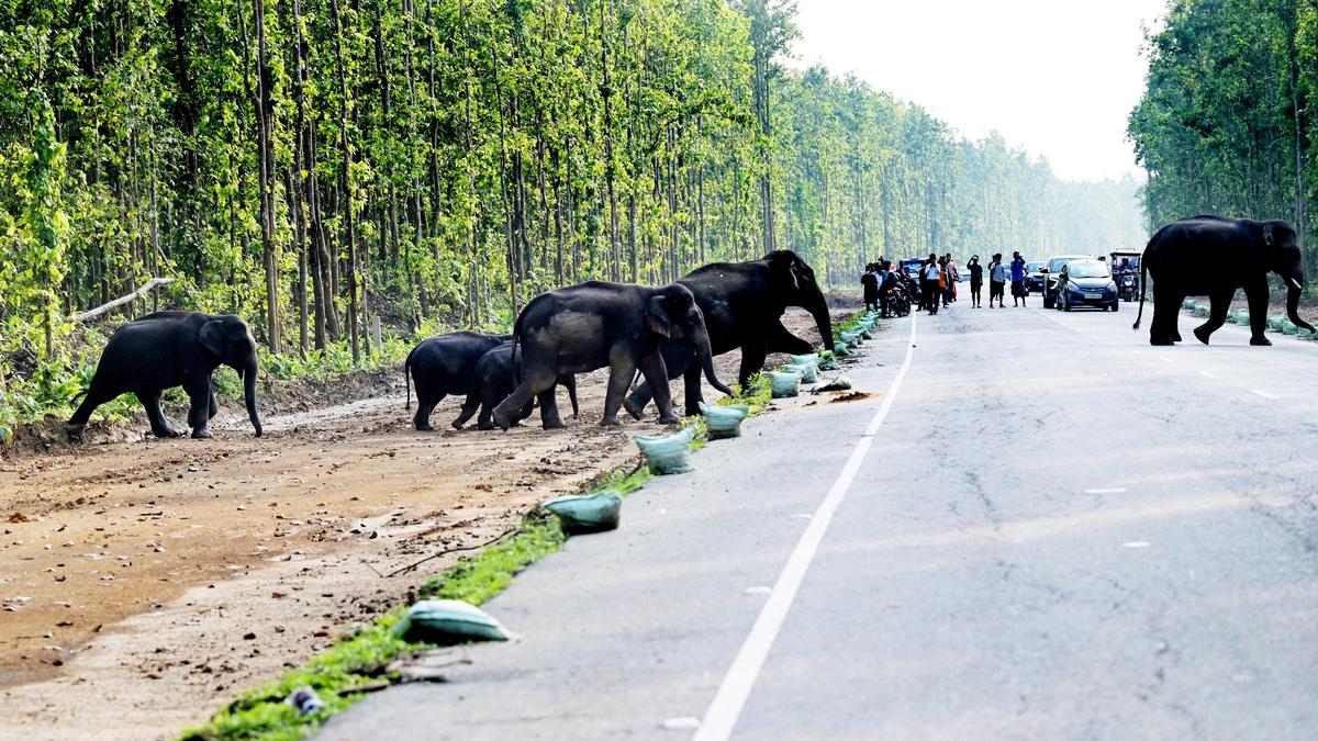 Three killed in separate elephant attacks across Assam