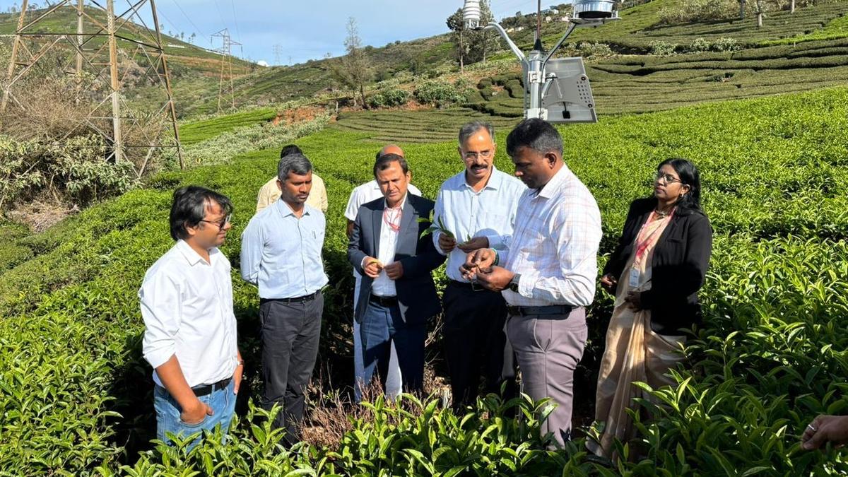 Weather stations to aid small tea growers in Nilgiris region