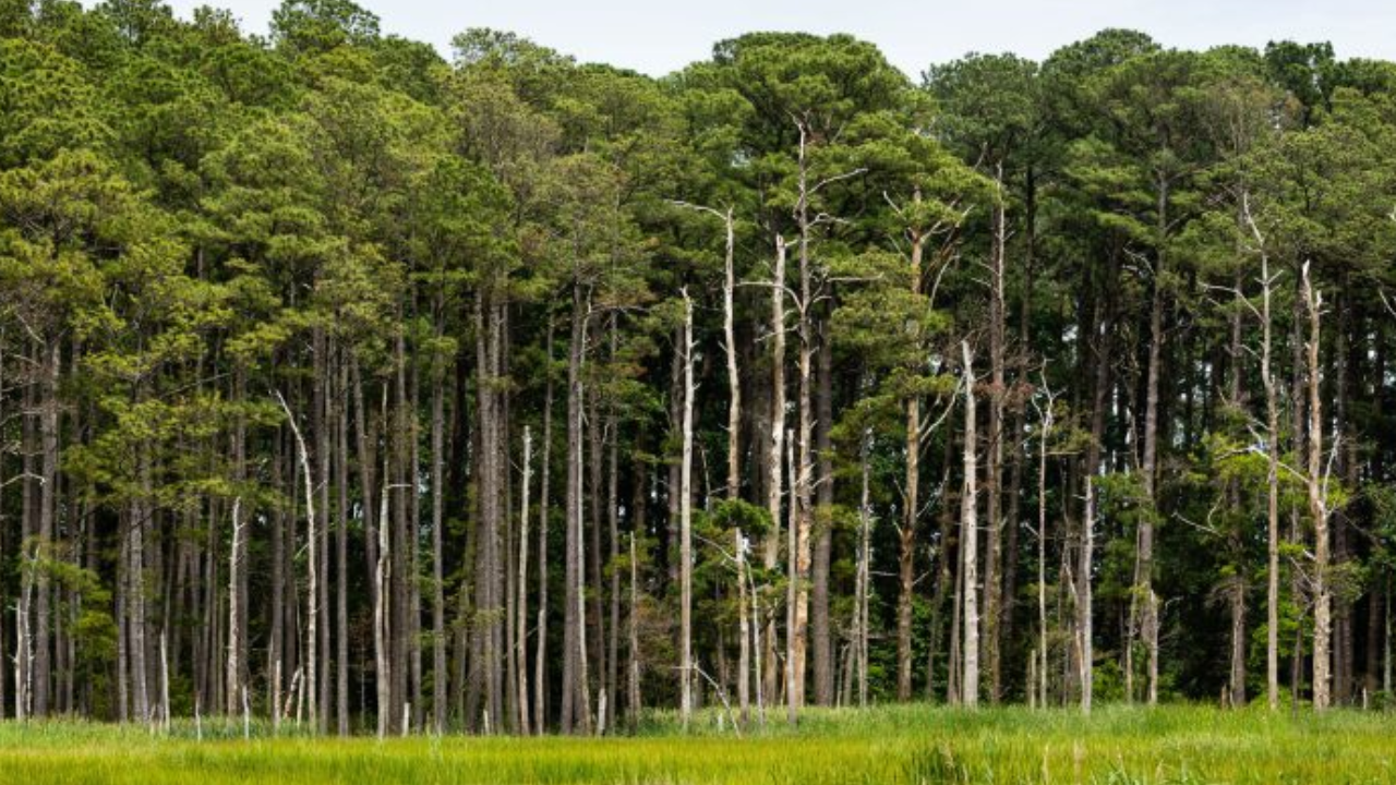 Tennessee siblings donate 852-acre estate for permanent conservation