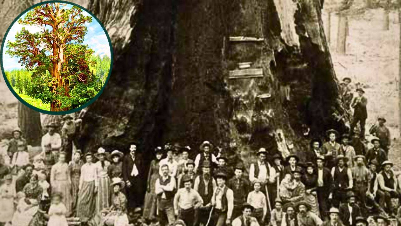 World's largest juniper tree keeps its age secret in hollow trunk
