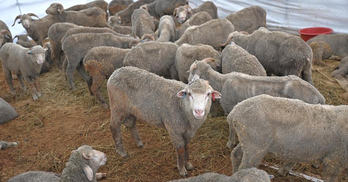 MUIS, CASE join forces to resolve Meat Brothers refund delays