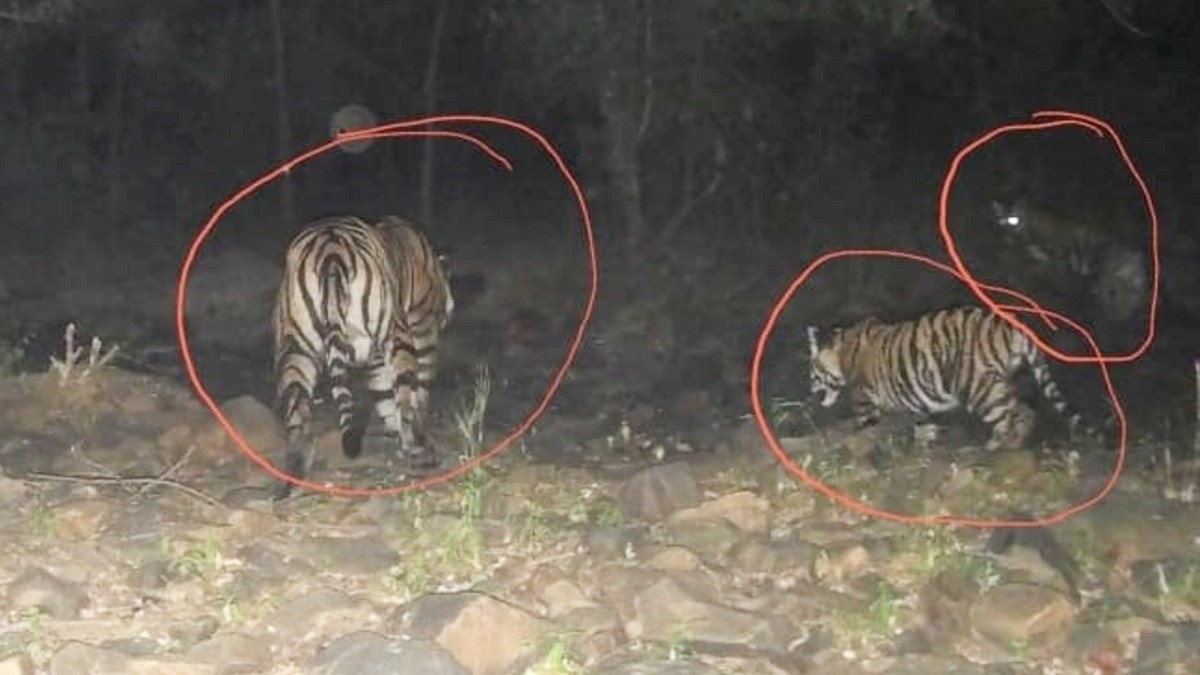 Tiger population swells at Madhav Reserve with birth of two cubs