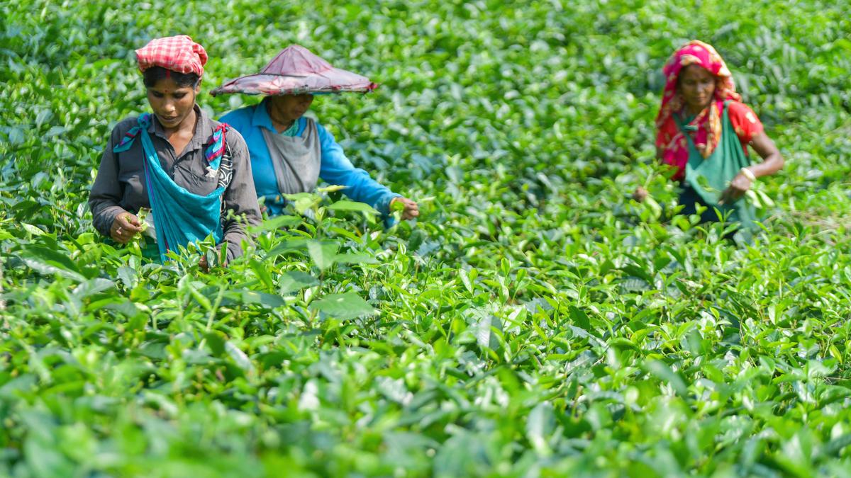 Indian Tea Association urges state support for struggling Darjeeling, Dooars sectors