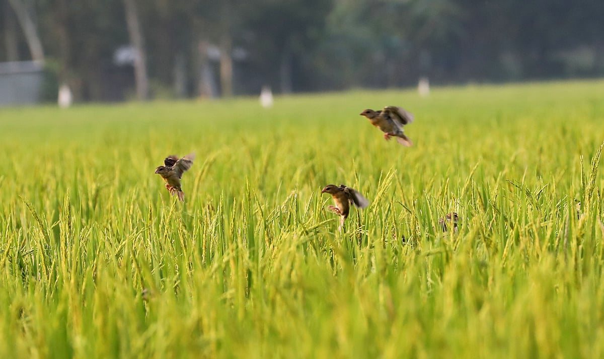 Babui birds return to Bangladesh rice paddies in seasonal migration
